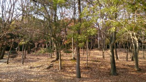 服部緑地ちかくの森