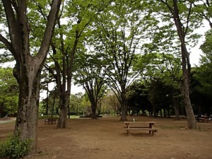 Yoyogi Park　Spring