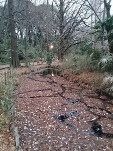 石神井公園